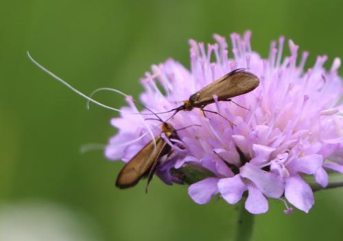 Nemophora metallica